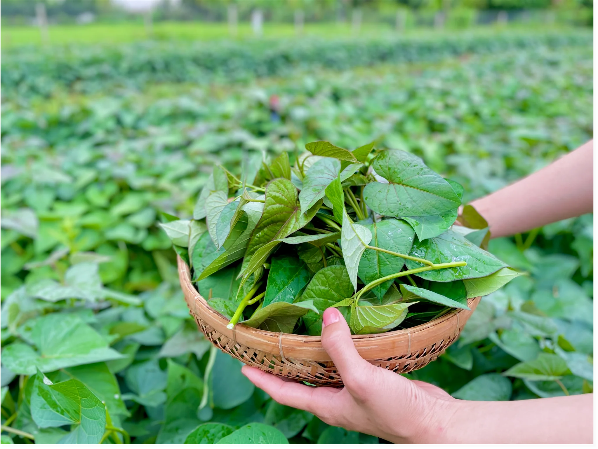 Thu hoạch rau sạch hữu cơ tại vườn Somo Farm